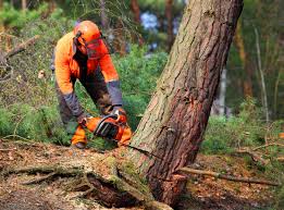 Best Arborist Consultation Services  in Glen Head, NY